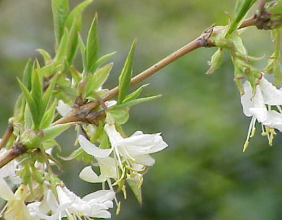 Lonicera fragrantissima - kamperfoelie