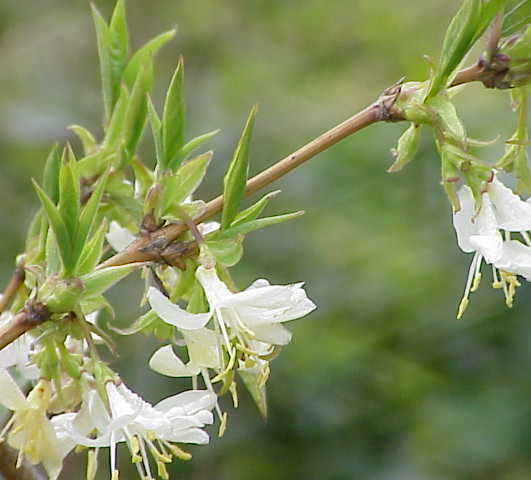 Lonicera fragrantissima - kamperfoelie