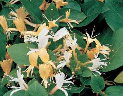 Lonicera japonica ‘Hall’s Profilic’ - kamperfoelie