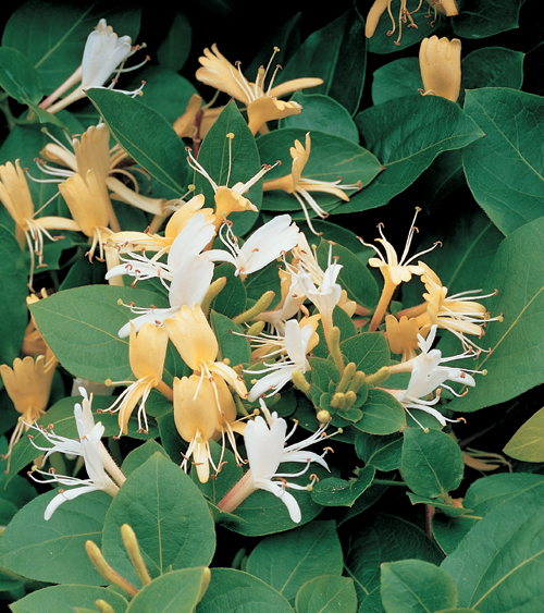 Lonicera japonica ‘Hall’s Profilic’ - kamperfoelie