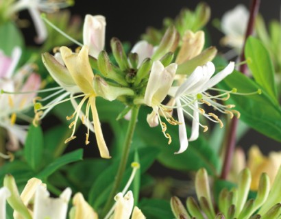 Lonicera periclymenum ‘Belgica Select’ - kamperfoelie