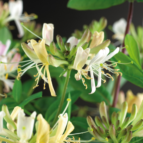 Lonicera periclymenum ‘Belgica Select’ - kamperfoelie