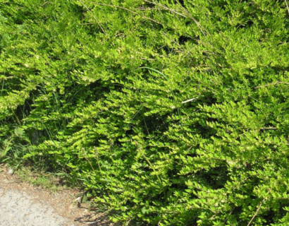 Lonicera pileata - Chinese kamperfoelie