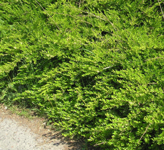 Lonicera pileata - Chinese kamperfoelie