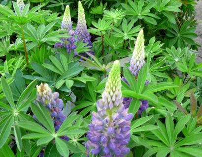 Lupinus blauw (grote pot) - lupine