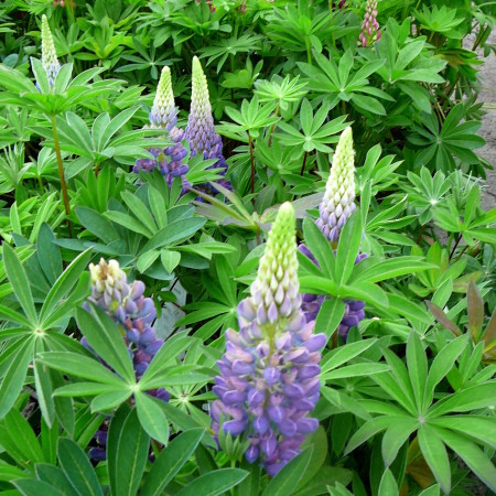 Lupinus blauw (grote pot) - lupine