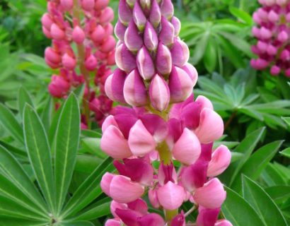 Lupinus roze (grote pot) - lupine