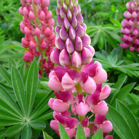 Lupinus pot) - lupine kopen -