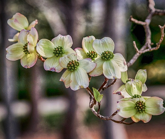 Cornus florida - kornoelje