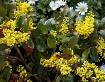 Mahonia aquifolium ‘Apollo’ - mahoniestruik, druifstruik