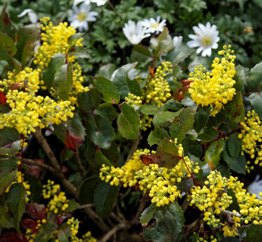 Mahonia aquifolium ‘Apollo’ - mahoniestruik, druifstruik