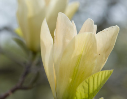 Magnolia brooklyensis ‘Elizabeth’ - beverboom