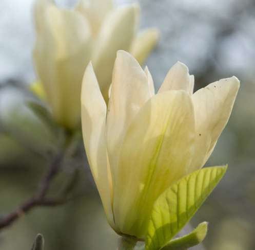 Magnolia brooklyensis ‘Elizabeth’ - beverboom