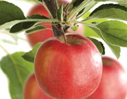 Malus domestica ‘Braeburn’ - appel