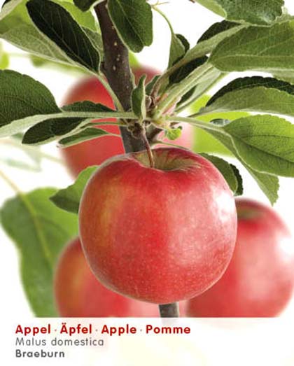 Malus domestica ‘Braeburn’ - appel