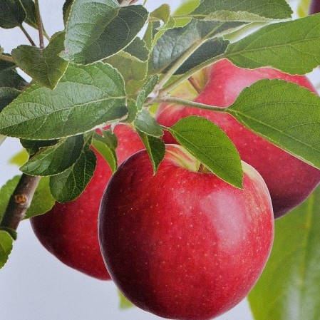 Malus domestica ‘Cox’s Orange Pippin’ - appel