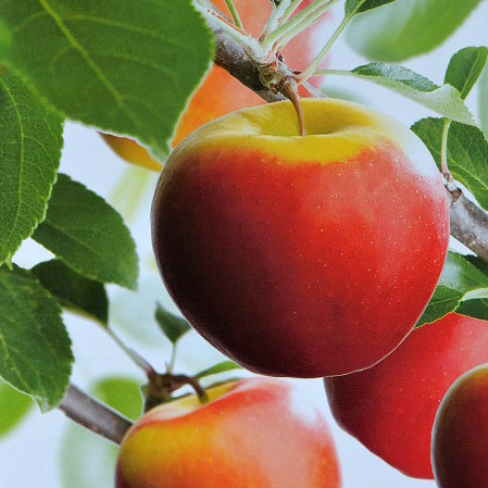 Malus domestica ‘Elstar’ voorgeleid - appel