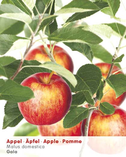 Malus domestica ‘Gala’ - appel