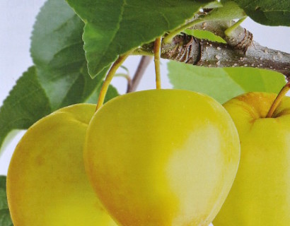 Malus domestica ‘Golden Delicious’ - appel