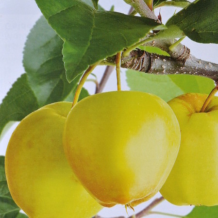 Malus domestica ‘Golden Delicious’ - appel