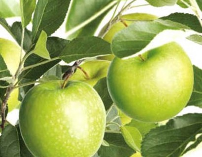 Malus domestica ‘Granny Smith’ - appel