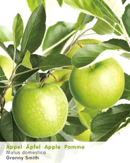 Malus domestica ‘Granny Smith’ - appel