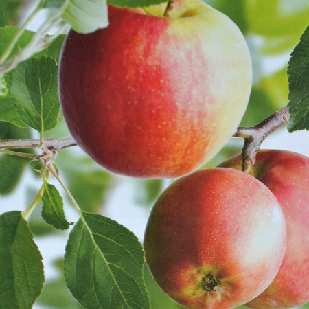 Malus domestica ‘James Grieve’ - appel