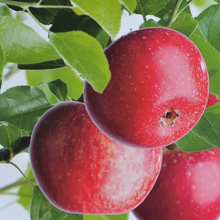 Malus domestica ‘Sterrenet’ = sterappel - Sterappel, oud appelras