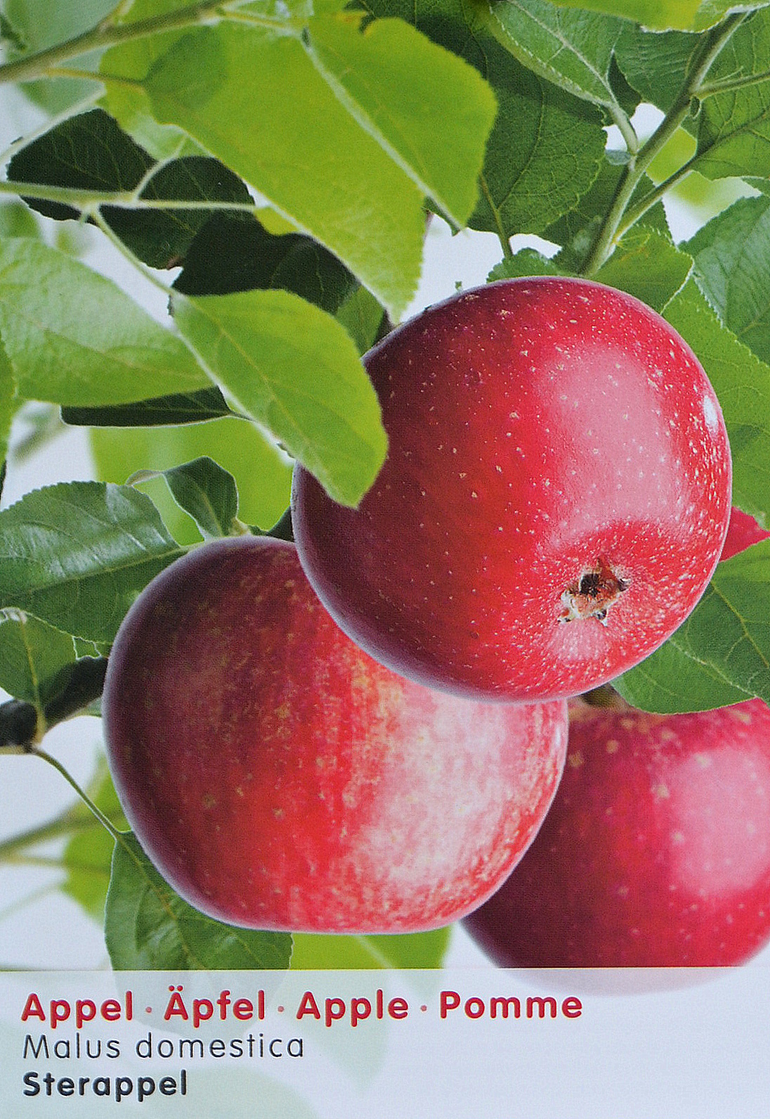 Malus 'Sterappel' fruitboom