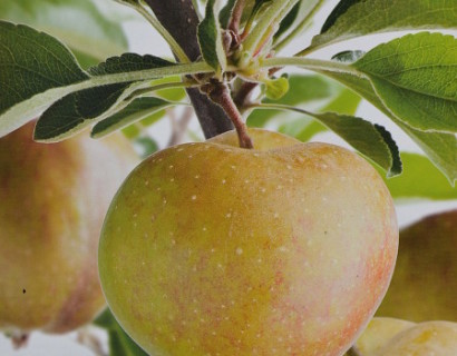 Malus domestica ‘Schone van Boskoop’ = ‘Goudreinet’