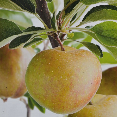 Malus domestica ‘Schone van Boskoop’ = ‘Goudreinet’ - appel