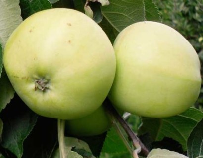 Malus domestica ‘Yellow Transparent’ = ‘Oogstappel’