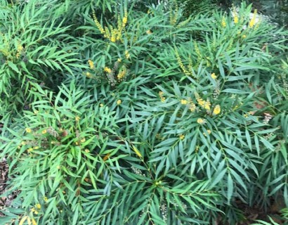 Mahonia eurybracteata ‘Soft Caress’ - mahoniestruik