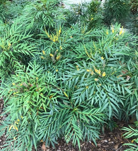 Mahonia eurybracteata ‘Soft Caress’ - mahoniestruik