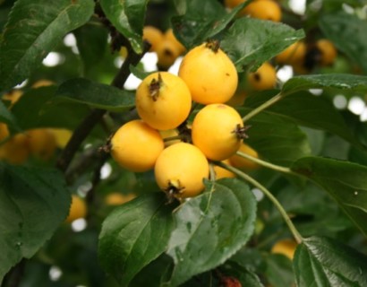 Malus ‘Golden Hornet’ - sierappel