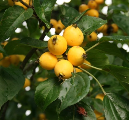 Malus ‘Golden Hornet’ - sierappel