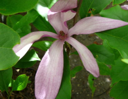 Magnolia ‘Susan’ - beverboom