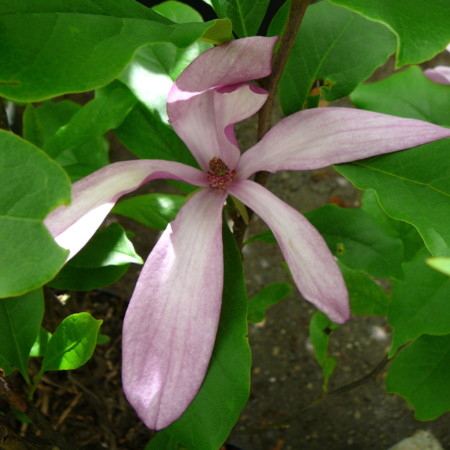 Magnolia ‘Susan’ - beverboom