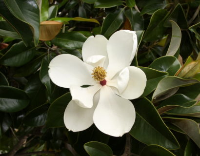 Magnolia grandiflora op stam - Beverboom