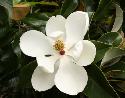 Magnolia grandiflora boom - Beverboom