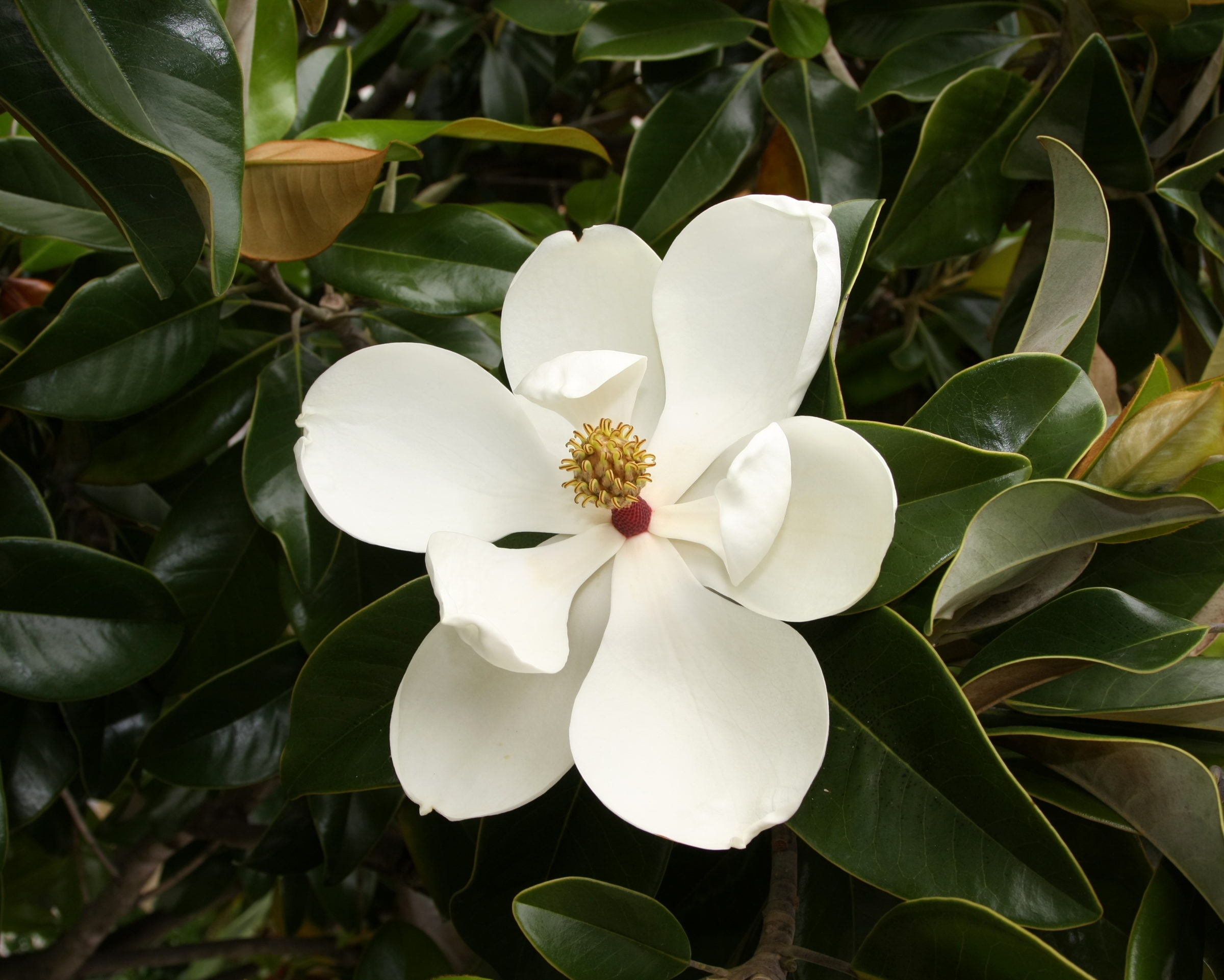 Magnolia grandiflora - beverboom