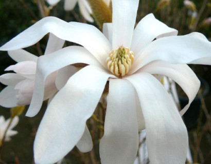 Magnolia stellata - stermagnolia