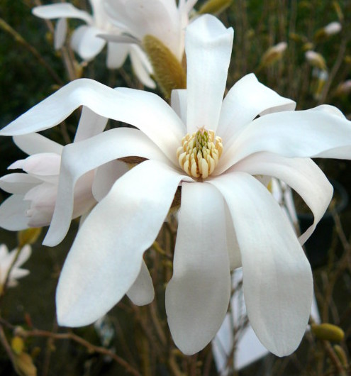 Magnolia stellata - stermagnolia