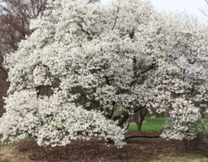 Magnolia kobus - Noordjapanse magnolia