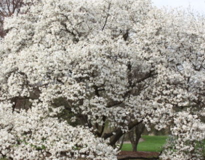 Magnolia kobus meerstammig - Noordjapanse magnolia