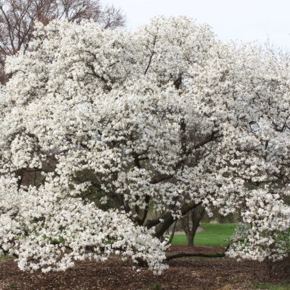 Magnolia kobus meerstammig - Noordjapanse magnolia