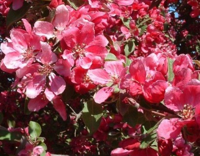 Malus ‘Liset’