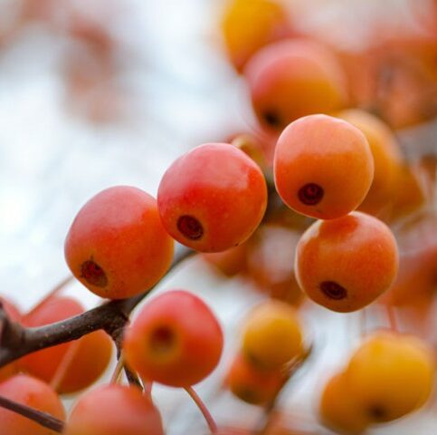Malus ‘Pom Zai’ of ‘Courtrabri’ op stam - dwergsierappel