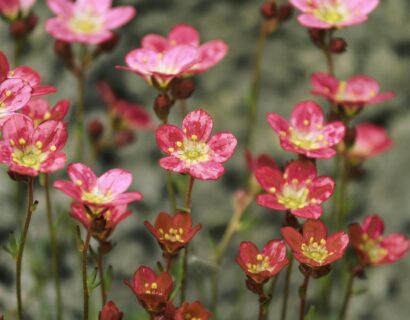 Saxifraga umbrosa ‘Clarence Elliott’ - Schildersverdriet