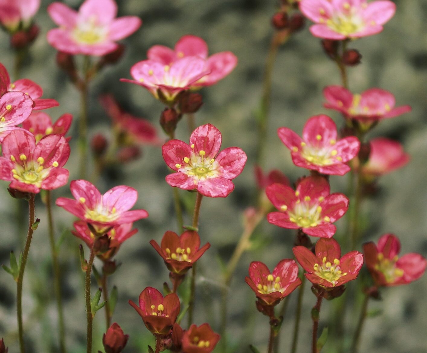 Saxifraga umbrosa ‘Clarence Elliott’ - Schildersverdriet